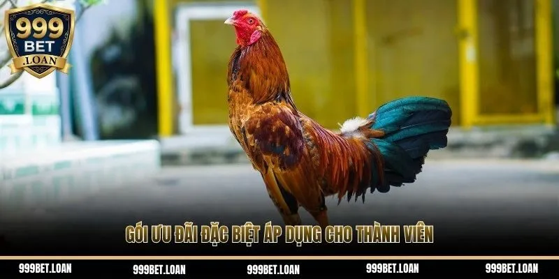 Gói ưu đãi đặc biệt áp dụng cho thành viên