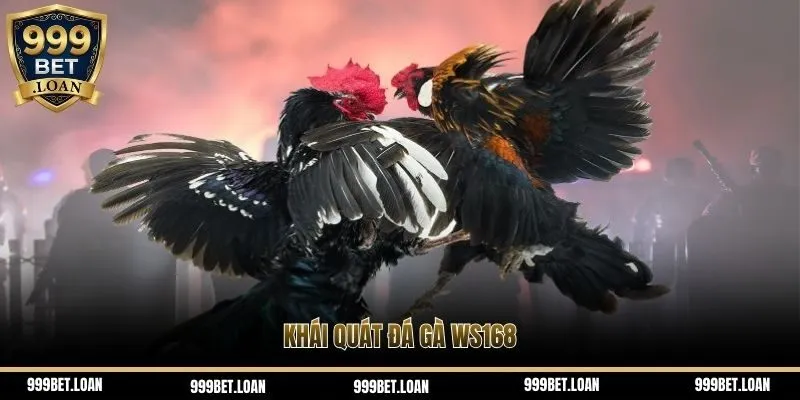 Khái quát đá gà WS168