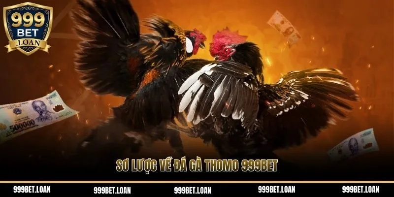 Sơ lược về đá gà Thomo 999bet