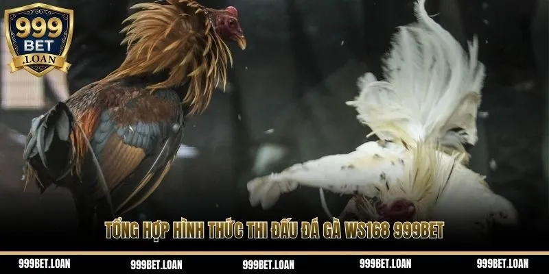 Tổng hợp hình thức thi đấu đá gà WS168 999bet