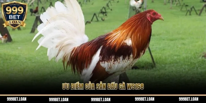 Ưu điểm của sảnh đấu gà WS168